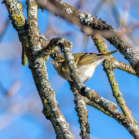 Yellow browed warbler