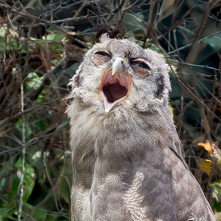 Verreaux's eagle owl