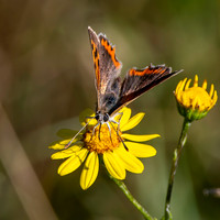 Small copper