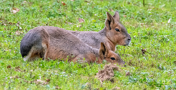 Patagonian mara