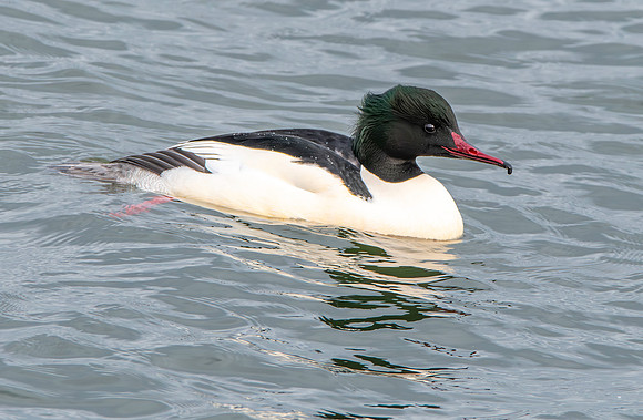Goosander male