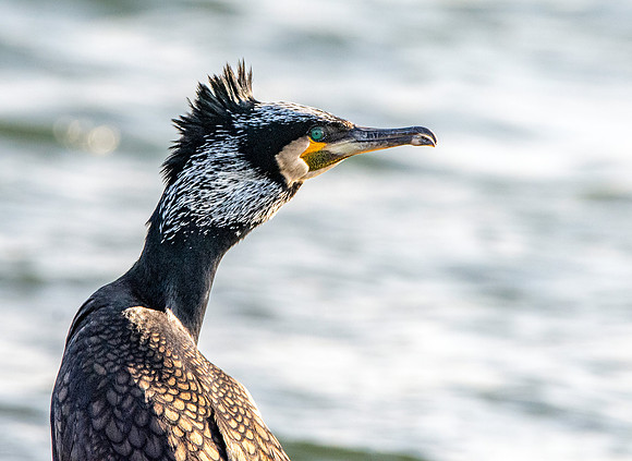 Great cormorant