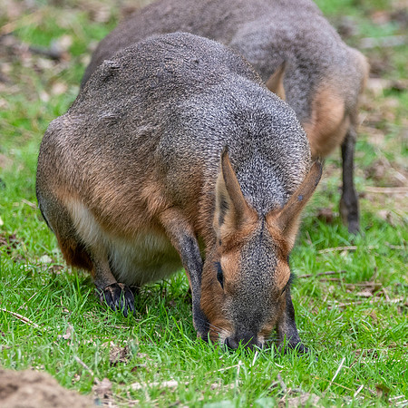 Patagonian mara