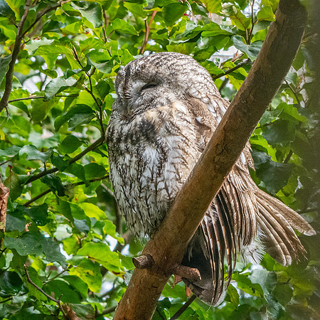 Ural owl