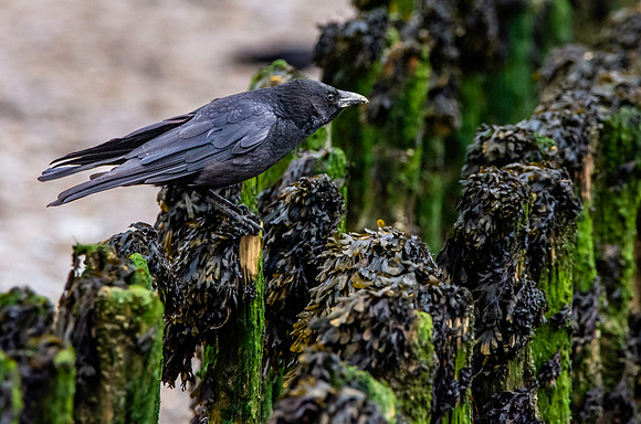 Carrion crow