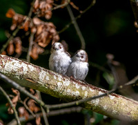 Long tailed tit, juvenile