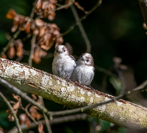 Long tailed tit, juvenile
