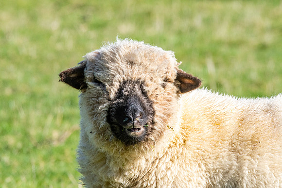 Oxford down sheep
