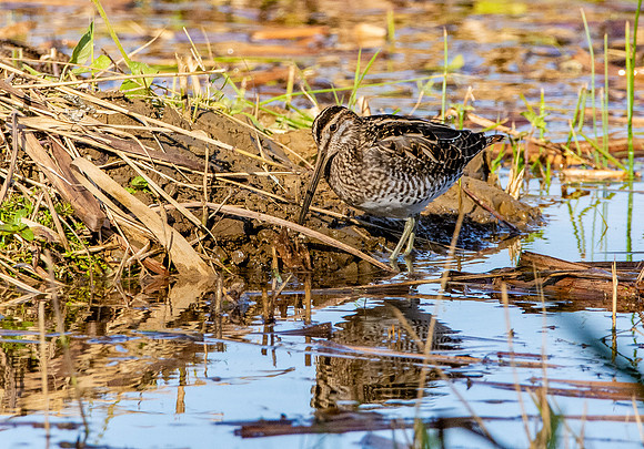 Common snipe
