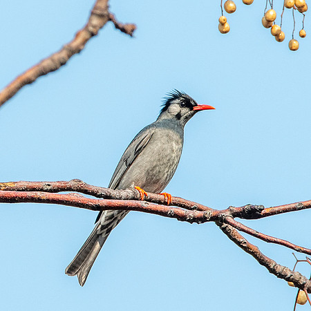 Black bulbul