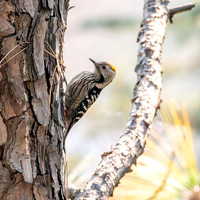 Female Brown fronted woodpecker