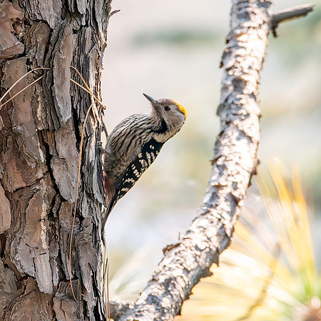 Female Brown fronted woodpecker