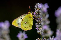 Pale clouded yellow