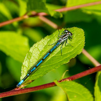 Azure bluet