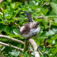 Long tailed tit, juvenile