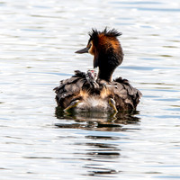 Great crested grebe