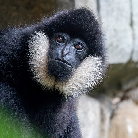 Northern white cheeked gibbon