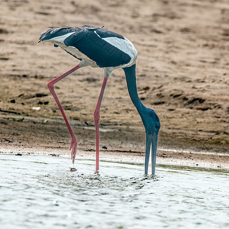 Male Black necked stork