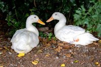 Aylesbury Duck