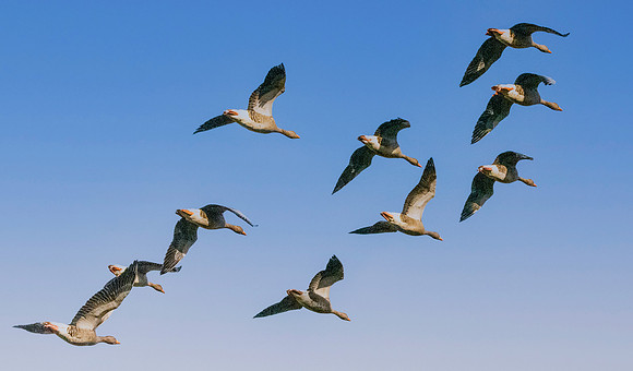 Greylag goose