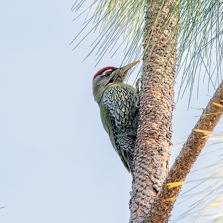 Scaly bellied woodpecker