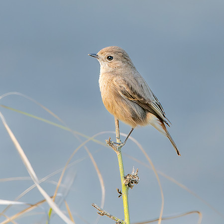 Grey bush chat, female