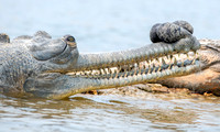 Gharial, male