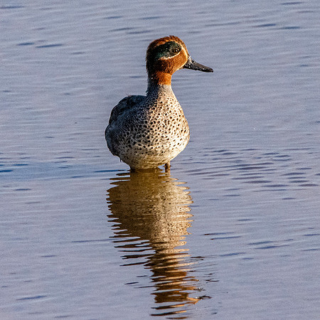 Common teal