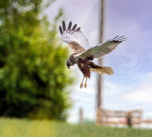 Marsh harrier