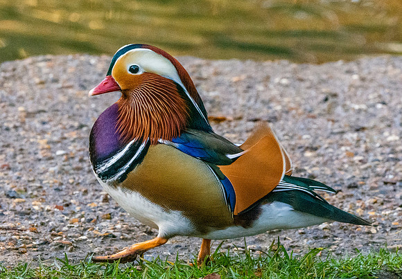 Mandarin Duck