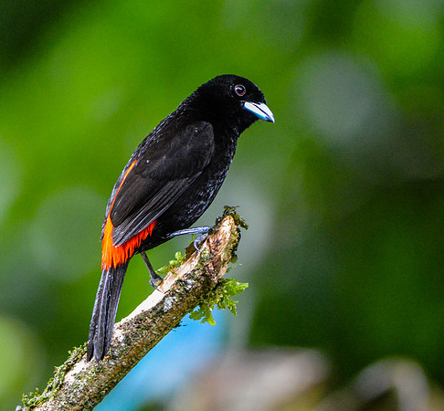 Cherrie's tanager