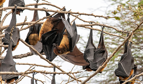 Indian Flying Fox
