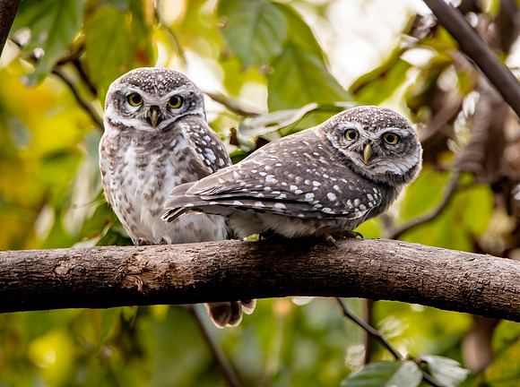 Spotted owlets