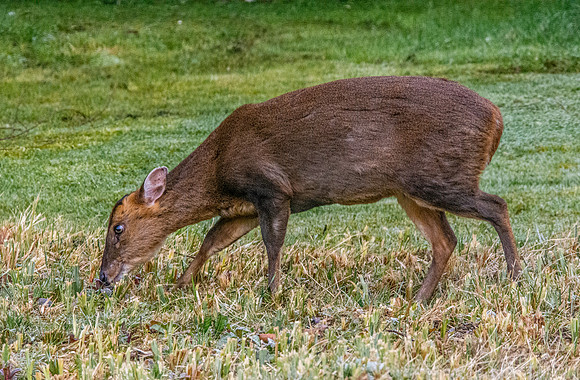 Muntjac deer