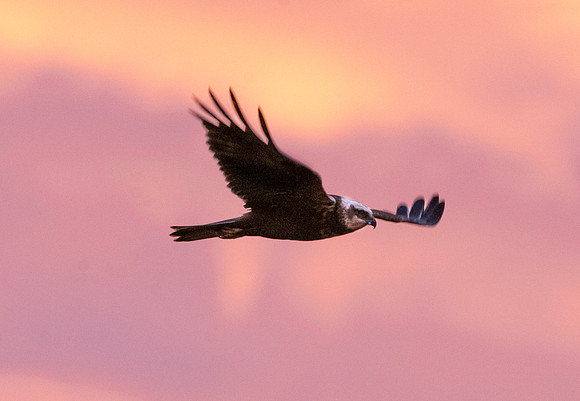 Marsh harrier
