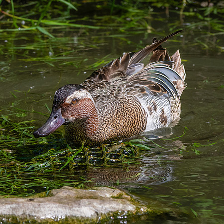 Garganey duck, male