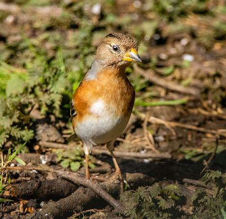Brambling, female