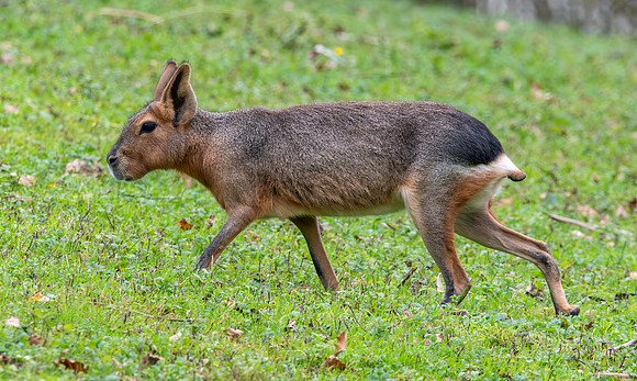 Patagonian mara