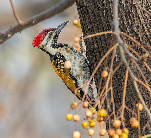 Black rumped flameback woodpecker / lesser golden backed