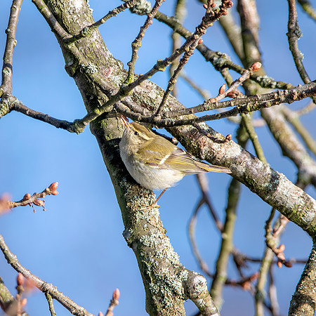 Yellow browed warbler