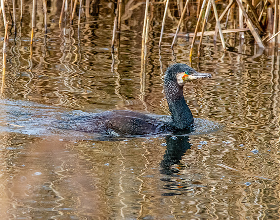 Great cormorant