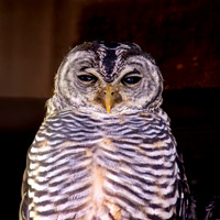 Chaco owl