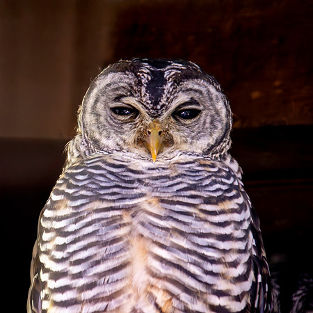 Chaco owl