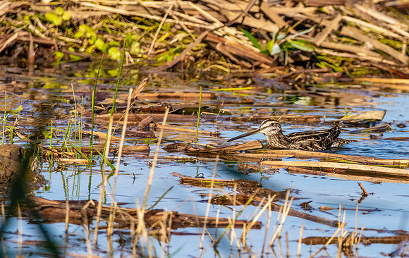 Common snipe