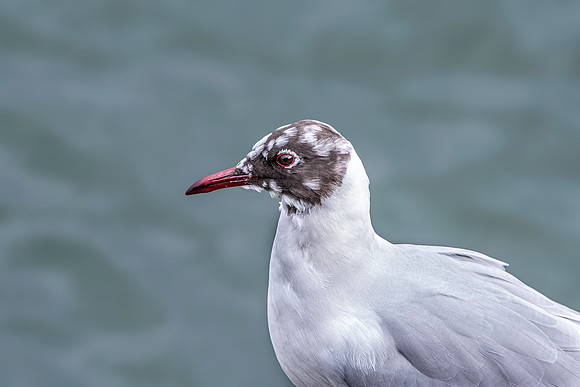 Black headed gull