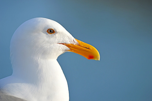 Herring gull