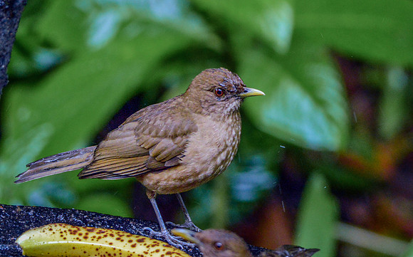 Clay coloured robin/thrush