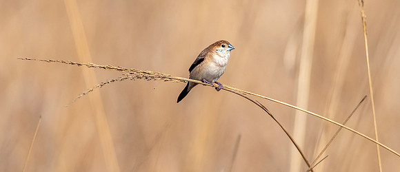 Indian silverbill