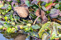 Bronze winged jacana