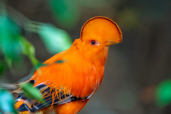 Guianan cock-of-the-rock, male